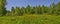 Summer panoramic view of landscape with blossoming forest glade