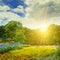 Summer park with beautiful flowerbeds