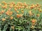 Summer  park with bright orange tulips in sunny Saint-Petersburg