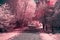 summer park landscape with path and trees infrared photography