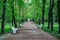 Summer park landscape, perspective, rows of bright green trees, pathway with white wooden branches