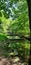 Summer in the park with many green trees and a pond with water reflections in the sunshine