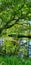 Summer in the park with many green trees and a pond with water reflections in the sunshine