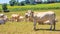 Summer pastoral landscape - view of the grazing herd of Charolais breed cows in the historical province Gascony