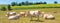 Summer pastoral landscape - view of the grazing herd of Charolais breed cows in the historical province Gascony