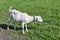 Summer pasture with grazing white goat
