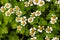 Summer patern of small pyrethrum flowers