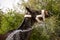 Summer photo of horse washing process