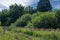 Summer photography.  Cleaning in the forest. Open space in the forest, especially one peeled for cultivation. dirt road