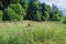 Summer photography.   Cleaning in the forest. Open space in the forest, especially one peeled for cultivation. dirt road