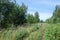 Summer photography.   Cleaning in the forest. Open space in the forest, especially one peeled for cultivation. dirt road