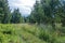 Summer photography.   Cleaning in the forest. Open space in the forest, especially one peeled for cultivation. dirt road