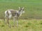 Summer photos of deer in the tundra