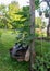 Summer picture from the garden, flower pot with green cucumber seedlings