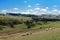 Summer picturesque landscape with herd of sheep