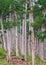 Summer pine forest on hill