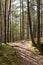 Summer pine forest and path