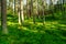 Summer pinewood with bilberry plants growing in forest understory. Scots or Scotch pine Pinus sylvestris trees on side of hill.