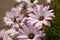 Summer pink camomiles flower bush. Garden live flowers