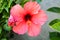 Summer  Pink Hibiscus Flower  are blooming