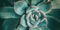 Summer plants Echeveria succulent plant rosette macro banner panoramic. Gardening at home