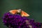 Summer poetic photo. Hummingbird hawk-moth floats around flowering summer lilac