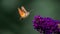 Summer poetic photo. Hummingbird hawk-moth floats around flowering summer lilac