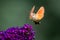 Summer poetic photo. Hummingbird hawk-moth floats around flowering summer lilac