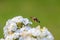 Summer poetic photo. Hummingbird hawk-moth floats around white summer flower