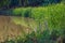 Summer pond, shore overgrown with hornwort, vegetation above water