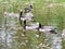 Summer pond, swimming geese in Helsinki, Finland