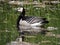 Summer pond, swimming goose in Helsinki, Finland