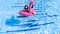Summer pool relaxing. Young sexy woman in bikini swimsuit, sunglasses float with pink flamingo in blue water. Trendy summer
