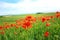 Summer poppies in the fields