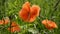 Summer poppy blossoms in meadow