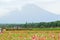 Summer Poppy flower fields at Mount Fuji valley in Japan