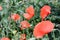 Summer popy flowers on meadow in grass