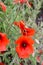 Summer popy flowers on meadow in grass