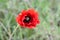 Summer popy flowers on meadow in grass