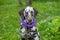 Summer portrait of cute dalmatian dog with brown spots and toy,purple ring. Nice and beautiful dalmatian family pet