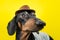 Summer portrait of a funny  breed dog, black and tan, wearing a t-shirt and a  hat, on a colorful yellow background