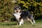 Summer portrait of lovely sheltie collie