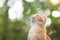 Summer portrait of a red cat on a background of green bokeh, pets concept, cute kitten walking in the yard and looking up
