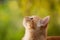 Summer portrait of a red cat on a background of greenery, pets concept, cute kitten walks in the yard