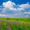 summer prairie covered by wild flowers