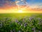 Summer prairie with flowers at the sunset