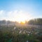 Summer prairie in a fog at the sunset