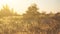 Summer prairie landscape at the sunset