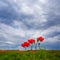 summer prairie with red poppy flowers