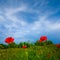 summer prairie with red poppy flowers